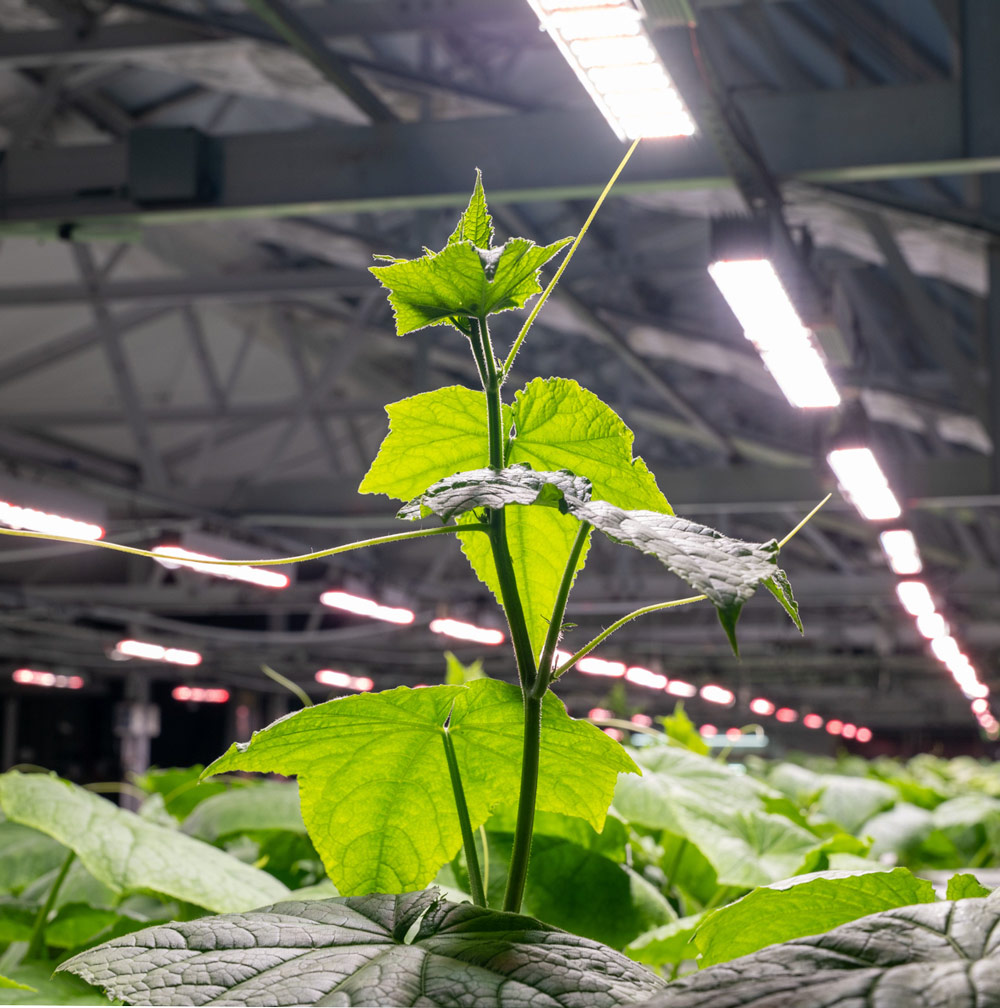 CEA cucumber in the greenhouse