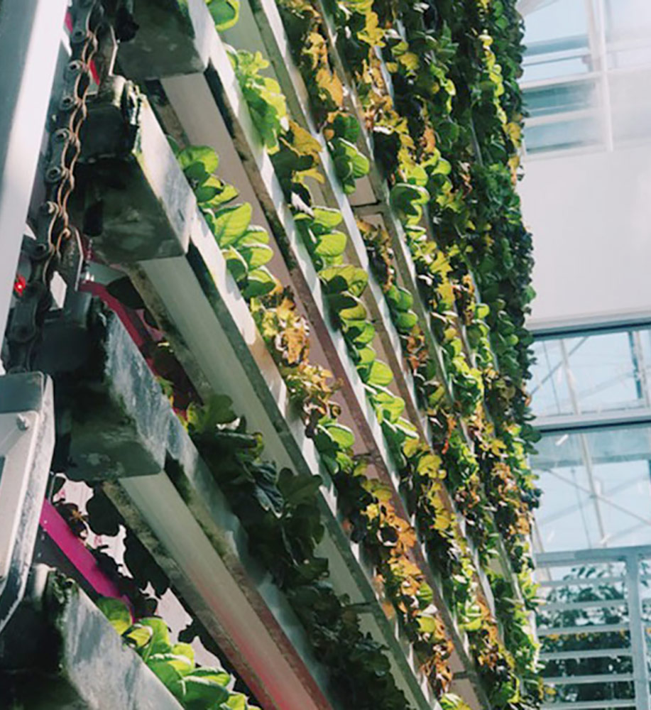 CEA Vertical Garden